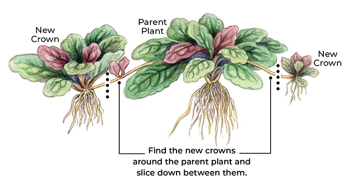 how-to-divide-perennials-spreader: Find the new crowns around the parent plant and slice down between them.