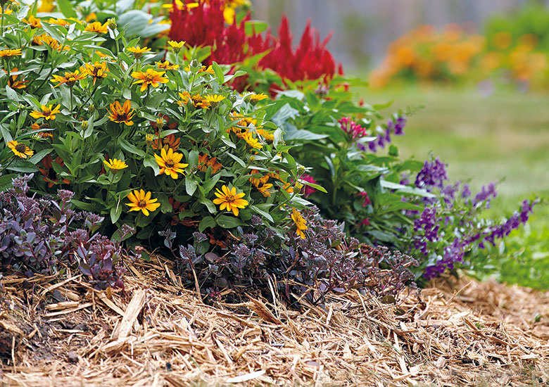 summer-flowers-that-can-handle-the-heat-Add-mulch: Mulch is one way to hold moisture and cool the soil when temperatures soar. Light-colored mulches like this shredded cedar reflect heat best.