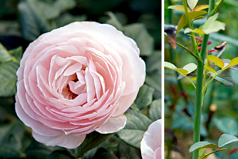 plant-guide-roses-for-every-situation-Heritage-almost-thornless-rose