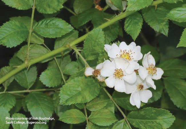 Multiflora rose Courtesy of Rob Routledge, Sault College, Bugwood.org: Multiflora rose produces clusters of pale pink to white flowers on thorny 10- to 15-foot-tall arching stems.