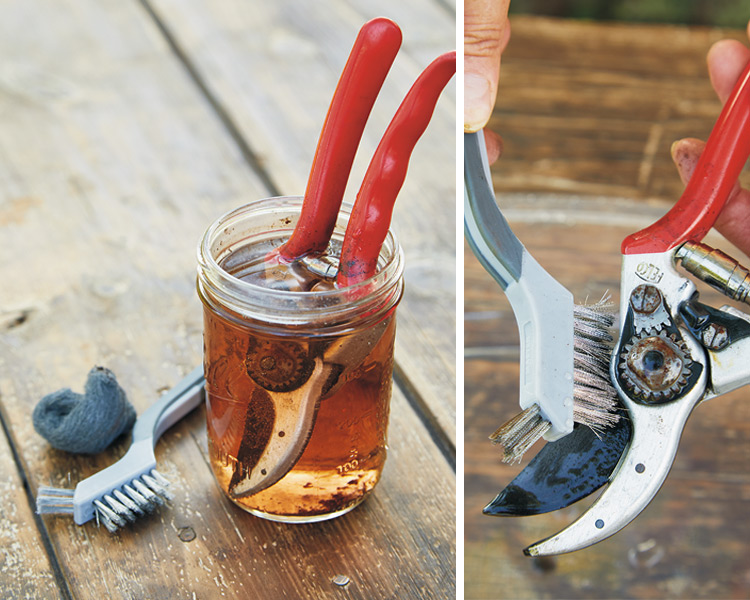 Soaking and scrubbing old pruners: Submerge the blade end in vinegar past the nut to get the rust off parts that need to move. Using a wire brush can also help get into crevices to clean off dirt, sap, or rusty debris.