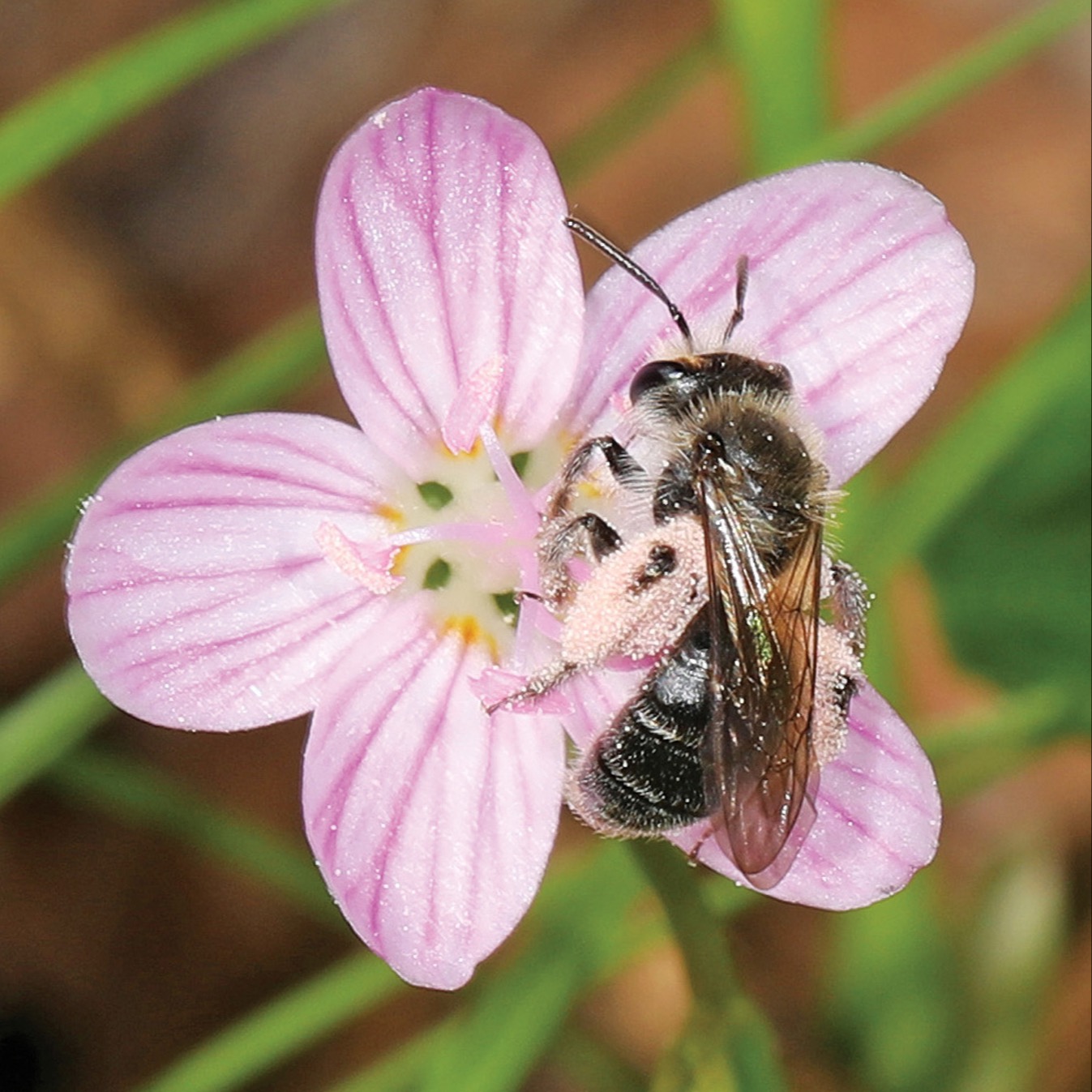Spring Beauty Bee on Spring Beauty Flower Judy Gallagher CC by 2.0: Spring beauty bees emerge from winter nests when spring beauty flowers open for business. Delaying the first mow, or raising the blade higher than the flowers, can allow them to set seed for future generations. Photo by Judy Gallagher CC by 2.0