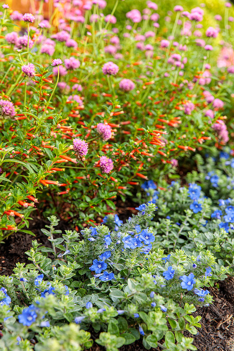 Pollinator-3---2 RS Courtesy of Proven Winners: Planting flowers en masse will help pollinators locate blooms easier in the garden.