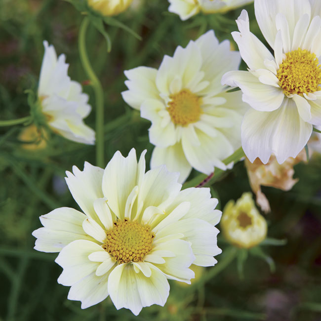 Cosmos: Sow cosmos seed like 'Xanthos' around established spring-blooming perennials to fill in and provide summer color with airy blooms. 