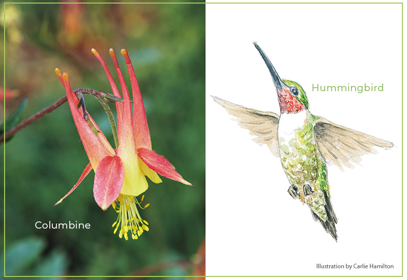 Flower-shapes-Nectar-spurs-Hummingbird-Columbine: Nectar spurs of columbine flowers attract hummingbirds.
