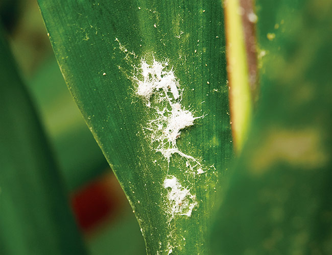 Symptom of mealybug on houseplant: Mealybugs move around as juveniles, but as adults they become immobile, covered in a cottony covering, where they lay their eggs.