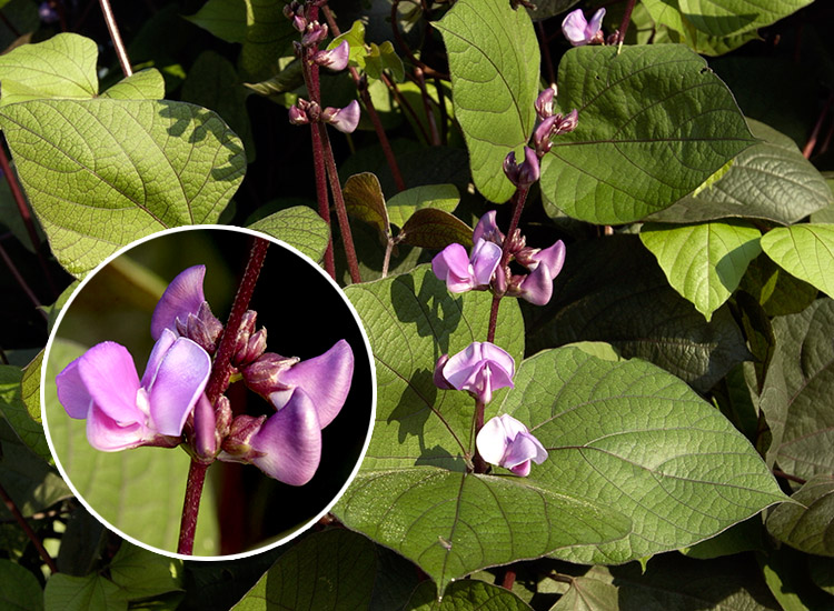 vines-for-arbors-hyacinth-bean