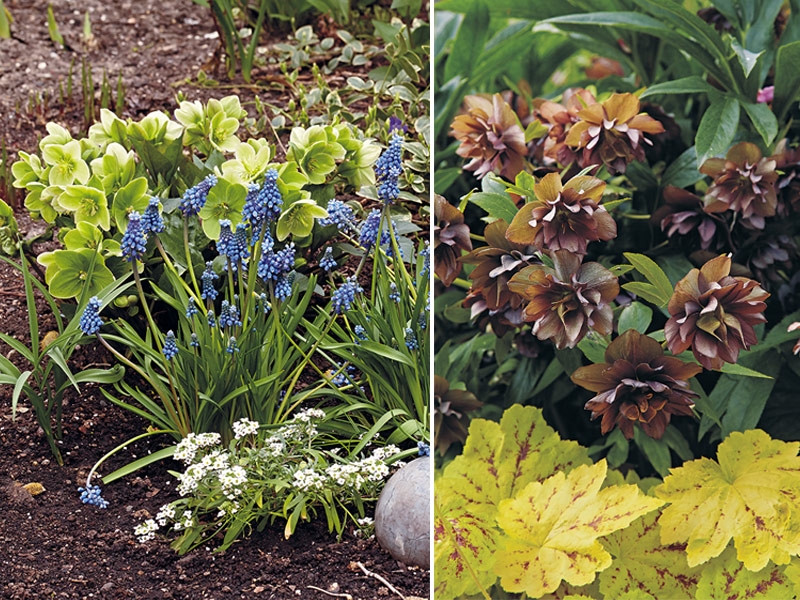 Hellebores in the garden: Hellebores pair well with other plants in the garden from grape hyacinth you see at left to the bright leaved huecherella at right.