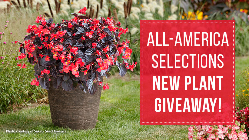 All-America-Selections-Plant-Giveaway-Viking-XL-red-on-chocolate-Sakata-Seed-America-pv2