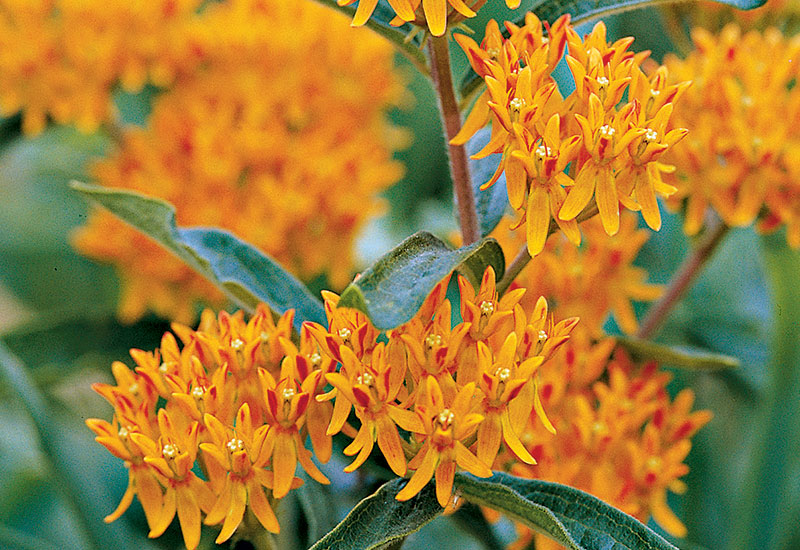 hummingbird-garden-plan-butterfly-weed: There’s nothing quite like the blazing orange color of our native butterfly weed.
