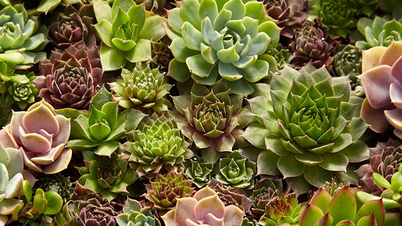 collection of succulents: Keep your succulents looking this healthy with our tips.