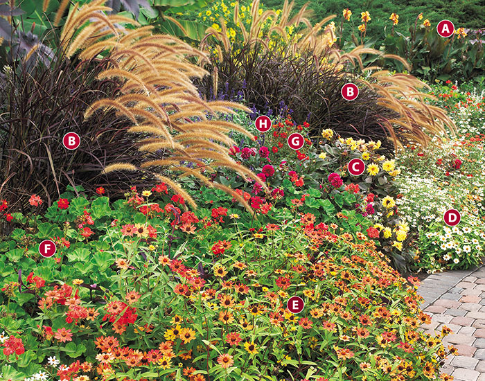 Fall-ornamental-grass-garden-design-ideas-zinnia-dahlia-purple-fountain-grass