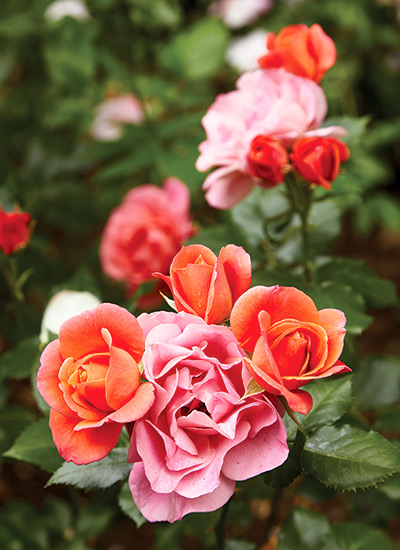 Disneyland® rose (Rosa hybrid)