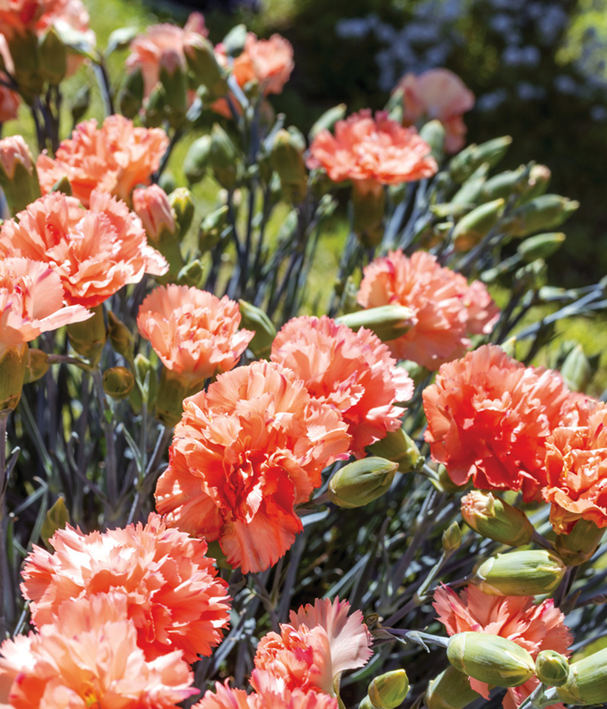 Scent First Orange Sparkler Dianthus photo courtesy Plant Haven: Add Orange Sparkler dianthus to your garden for fragrant cut flowers.