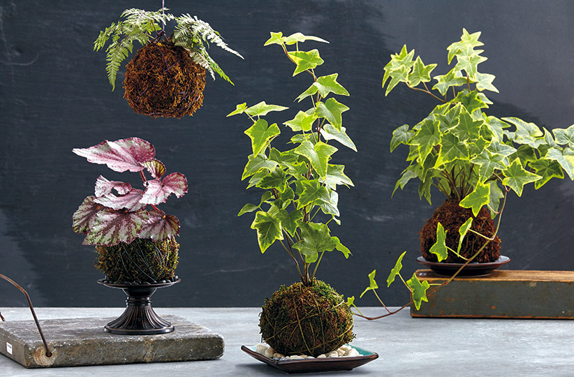 how-to-make-kokedama-care: Using small trays under your kokedama will help protect your indoor surfaces.