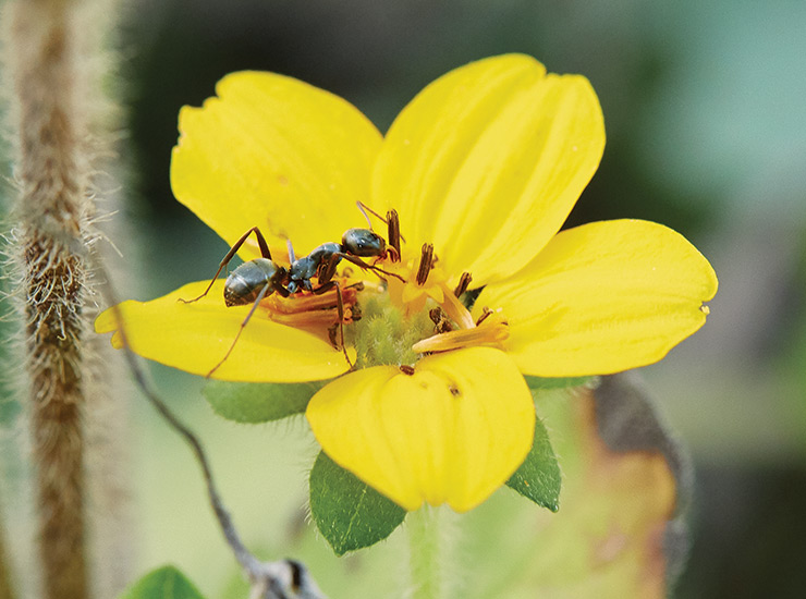 common black ant on a green-and-gold bloom: The common black ant looks for low-growing, nectar-rich flowers like this green-and-gold.