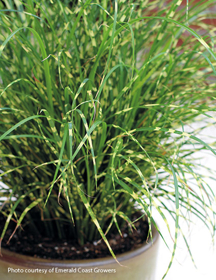 Bandwidth maiden grass (Miscanthus sinensis)