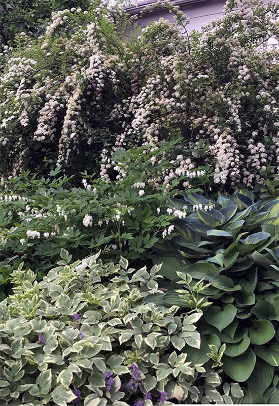 Vibrant white and green plant combos