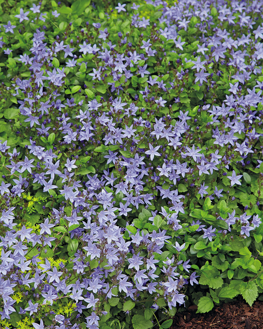 186-fg-Serbian-bellflower reseeding-plant