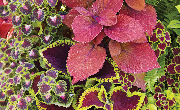 fern-containers-for-shade-coleus-and-ferns-coleus-leaf-detail