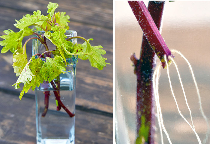 Put coleus cutting in water: Add coleus cuttings to fresh water to root.