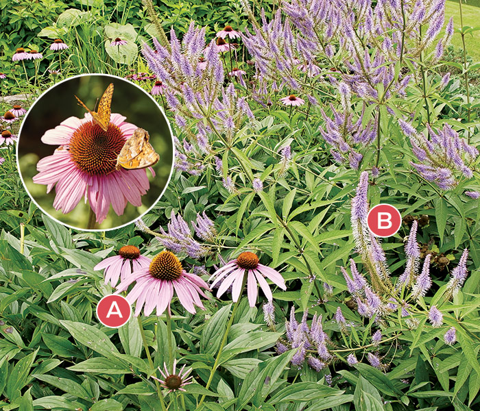 Pollinator garden plant combinations coneflower culvers root: The large landing pads of coneflowers are a favorite of butterflies.