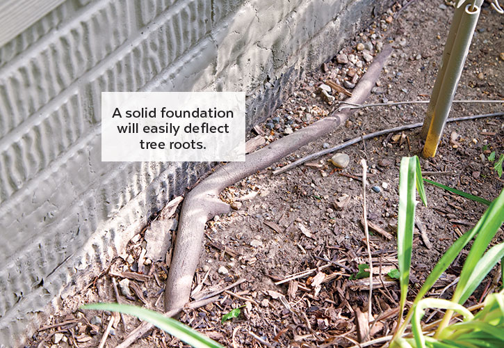 Dealing with tree roots along a foundation: A solid foundation will easily deflect tree roots.