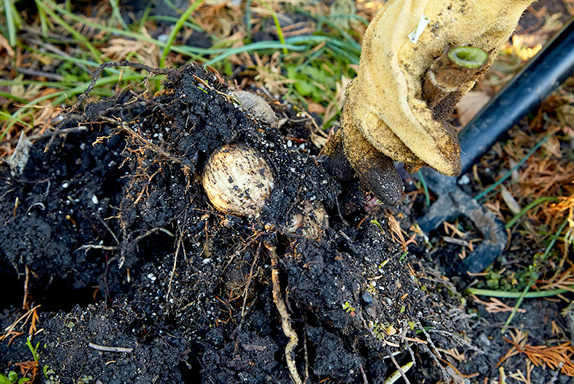 ht-save-tenderbulbs-dig-dahlia: Here we see dahlia tubers being dug up to be saved over the winter.
