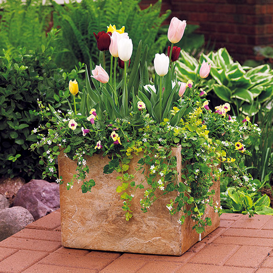 Spring container with tulips and creeping jenny: Buy tulips in bud at the garden center for instant impact.