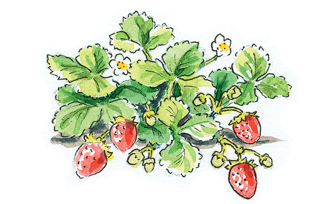How-to-start-a-strawberry-patch-ever-bearing-day-nuetral