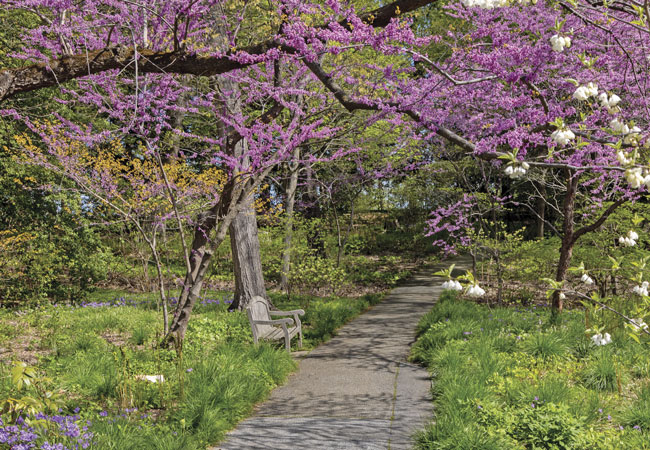 Longwood Public Garden Pierces woods: Majestic oak (Quercus spp.), maple (Acer spp.) and tulip trees (Liriodendron tulipfera) have a rich understory of more than 200 plant species including native wildflowers.