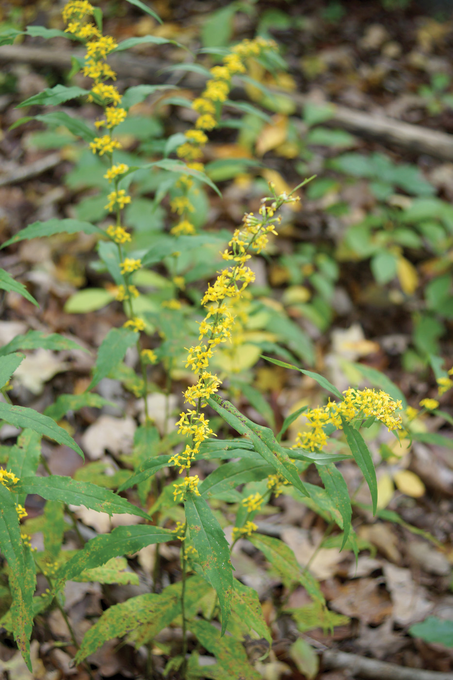 GG188 GLD 10 Solidago caesia NancyJOndra 1: Solidago caesia photo by Nancy J. Ondra