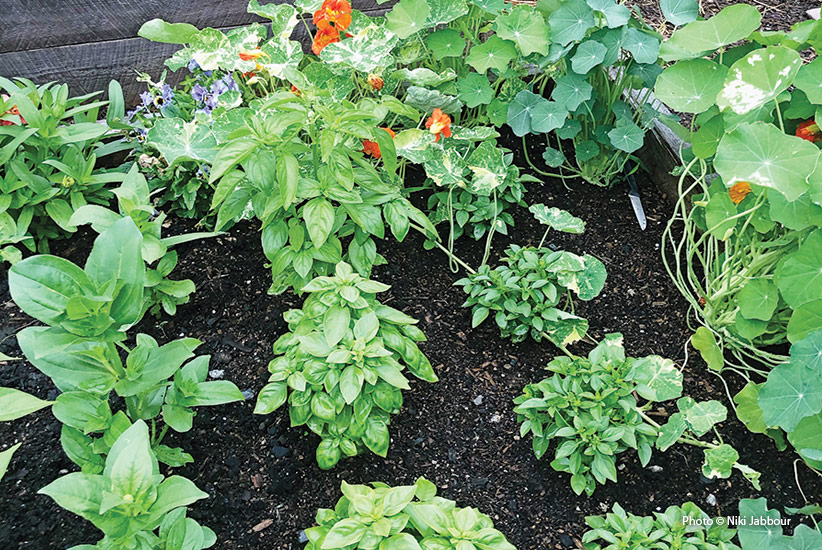 Leaving plenty of space between plants helps prevent basil downy mildew:Leaving plenty of space between plants helps prevent basil downy mildew.