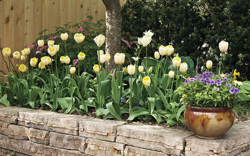 Stone raised garden bed with spring tulips in bloom: Stone is an elegant option for building raised beds and offers lots of flexibility in size and shape.