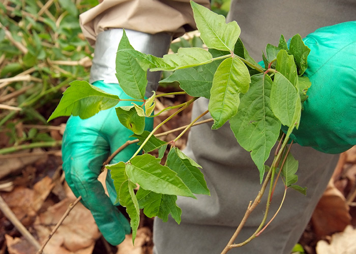 Poison Ivy removal: Take extra precautions like wearing gloves and long pants when removing poison ivy.