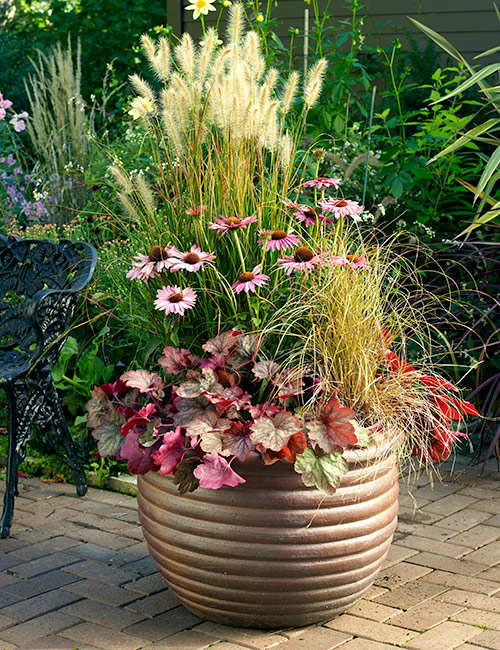 fall flower pot with coneflowers and coral bells: Since coral bells is
a perennial, plant it in the garden a few weeks before your average last
frost date.