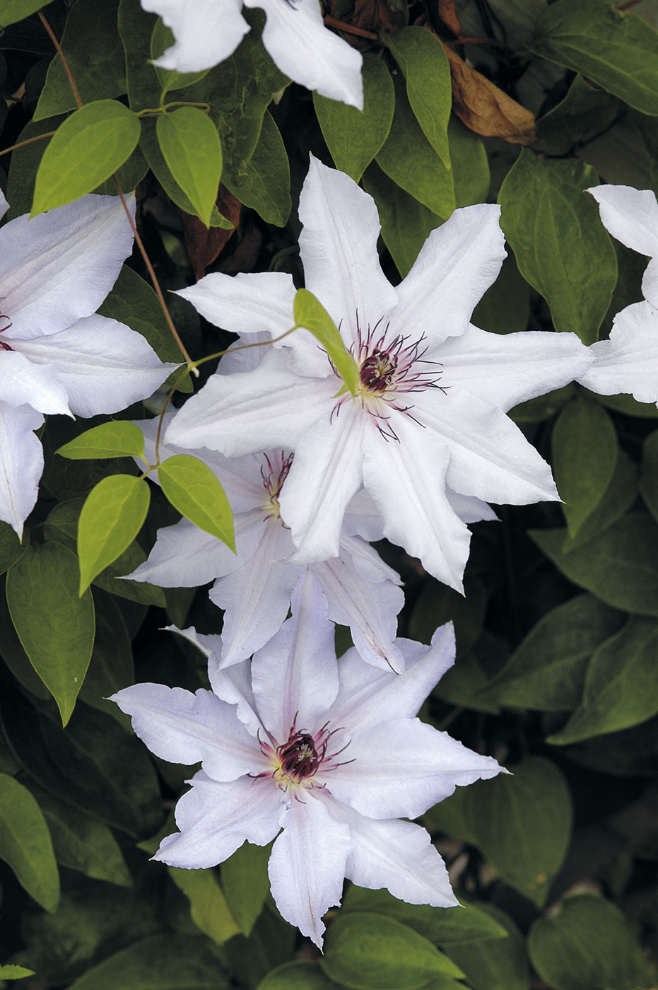GG106 26f02 Snow Queen clematis: This showy clematis sports white flowers with bright anthers that are sure to attract attention in the garden.