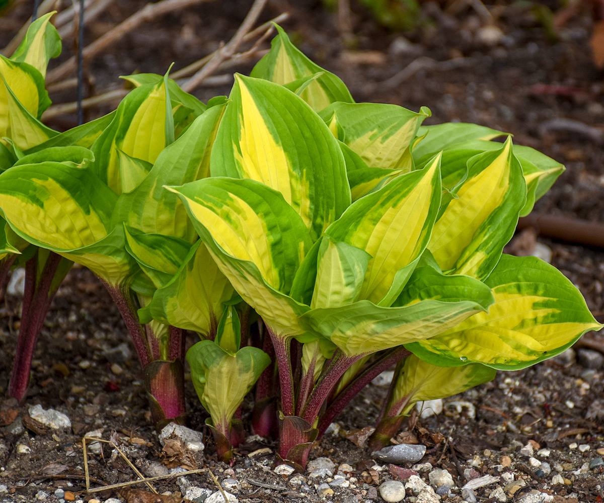 Hosta -Island Breeze- PP27151 0001 high res: Although red hostas have not yet been found, ‘Island Breeze’ hosta features burgundy red petioles that act as an accent in the garden.