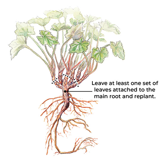 how-to-divide-perennials-woody-crowns: When dividing, leave at least one set of leaves attached to the main root and replant.