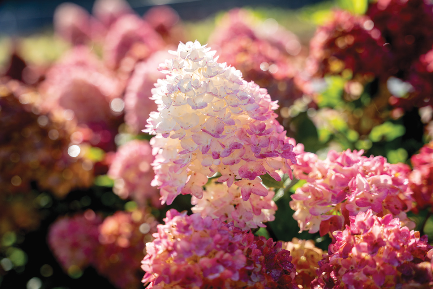 Hydrangea paniculata Spring Sizzle from Bailey Nurseries: Keep an eye out for this earlier-blooming panicle hydrangea variety, Spring Sizzle. Photo courtesy of Bailey Nurseries, Inc.