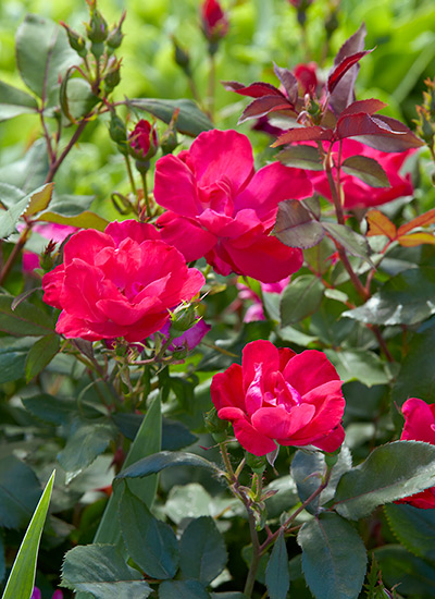 Shrub rose (Rosa Knock Out®)