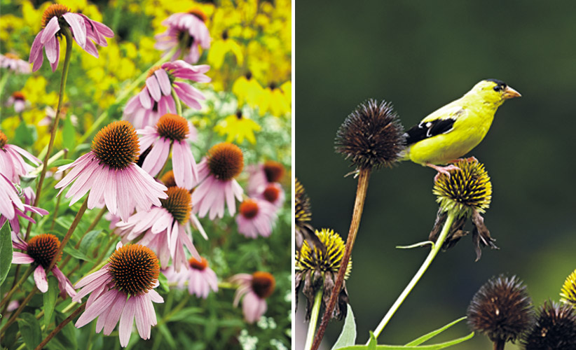6-plants-birds-love-coneflowers: Birds, such as the American goldfinch above, enjoy coneflower seedheads in fall and winter.