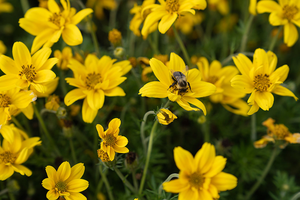 Helianthus hybrid Suncredible Yellow-11225-D RS courtesy of Proven Winners: Helianthus hybrid Suncredible Yellow. Photo courtesy of Proven Winners