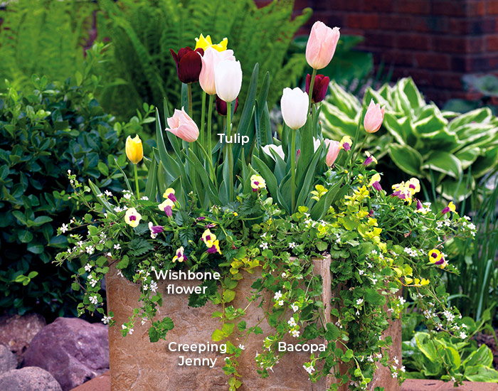 6-ways-to-create-a-beautiful-spring-garden-add-containers: The smaller leaves and flowers of the trailers form a ruffled skirt around the larger flowers and foliage of the tulips, making them stand out in this spring garden container.