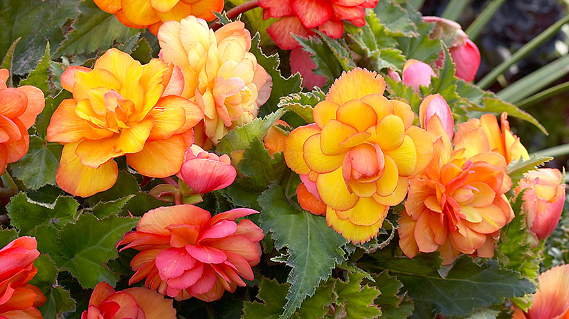 Tuberous begonia Golden balcony: Golden Balcony tuberous begonias bloom in beautiful shades of orange, peach and yellow flowers from spring to frost.