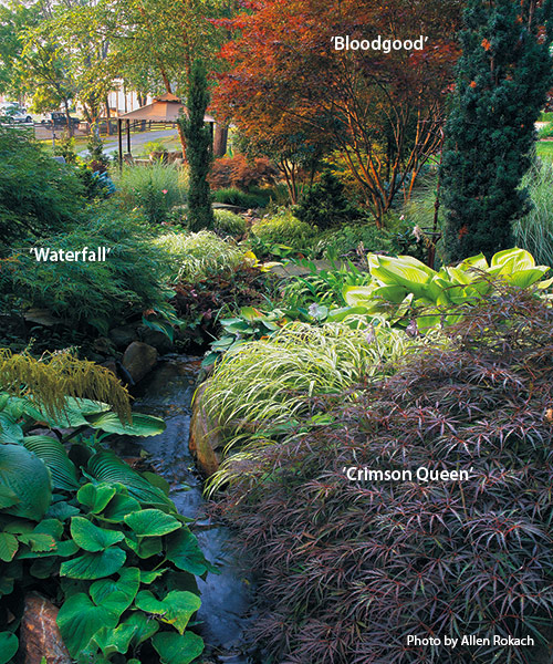 designing-with-japanese-maples-combine-with-other-plants: The bright red foliage of ‘Bloodgood’ Japanese maple at the end of a winding creek or a path draws the eye up and opens your view to more of the garden.