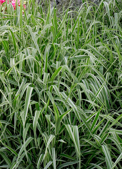 Reed canary grass (Phalaris arundinacea)