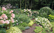 What Shrubs Go Well With Hydrangeas At Byron Wells Blog What Shrubs Go Well With Hydrangeas At Byron Wells Blog