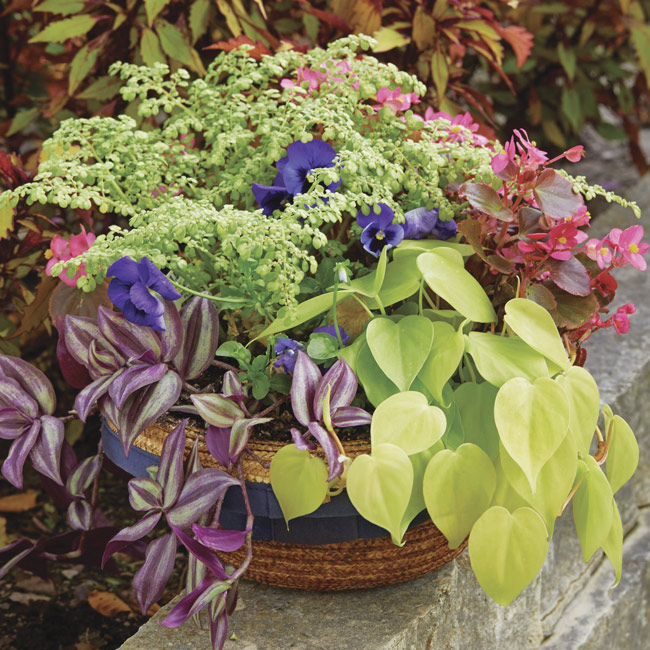 Container with different types of plants: Houseplants make great container companions and it's easy to save them from year to year.