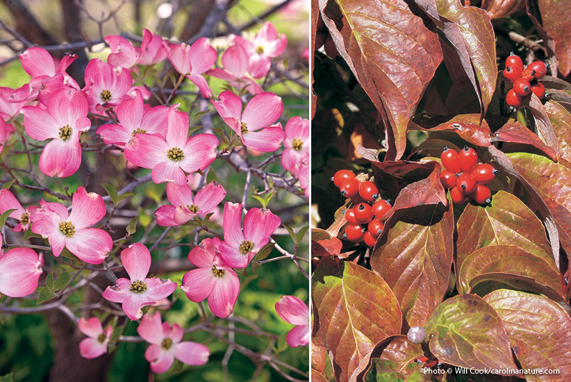 6-plants-birds-love-Flowering-Dogwood: Flowering dogwood's flowers are actually the button-like cluster at the center, which mature to red fruits in late summer.